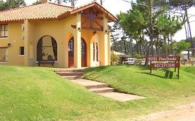 Pino Dorado